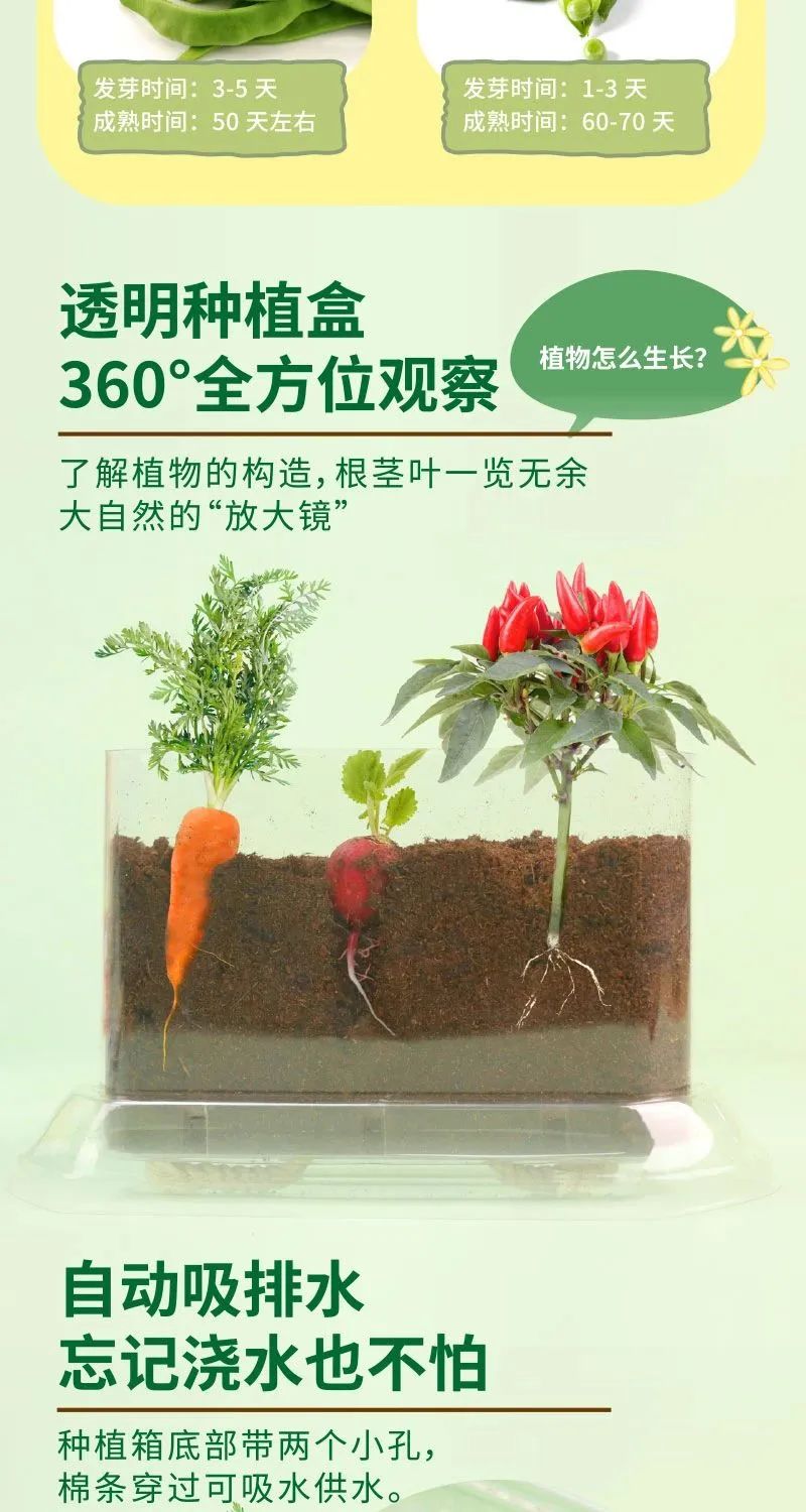 皇家迪智尼 I 兒童益智手工家庭園藝，爆款類手工種植攻略！