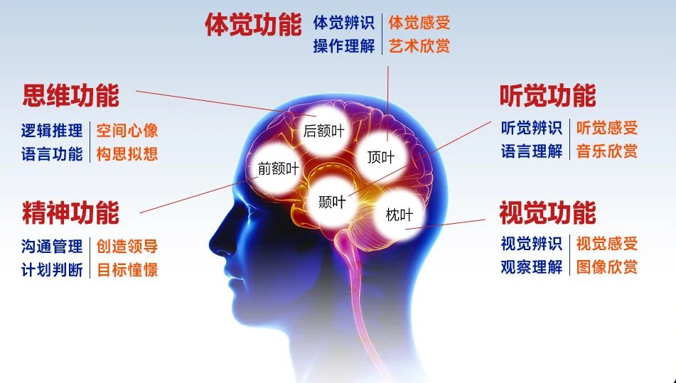 皇家迪智尼 I 揭開它神秘的面紗！指紋天賦測評到底是什么？